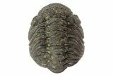Morocops Trilobite Fossil - Partially Enrolled #67004-1